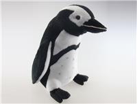 Africa blackfeet penguin
