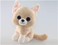  sweety chihuahua