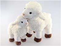 farm lamb