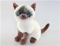 siamese cat