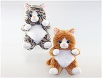 sitting cute cat