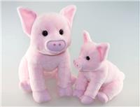 farm pig